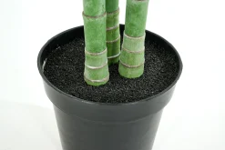 Flamant Arecapalm, Plant