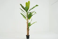 Flamant Bananenboom, Plant