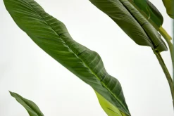 Flamant Bananenboom, Plant