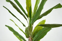 Flamant Bananenboom, Plant