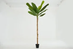 Flamant Bananenboom, Plant