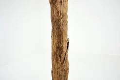 Flamant Bananenboom, Plant