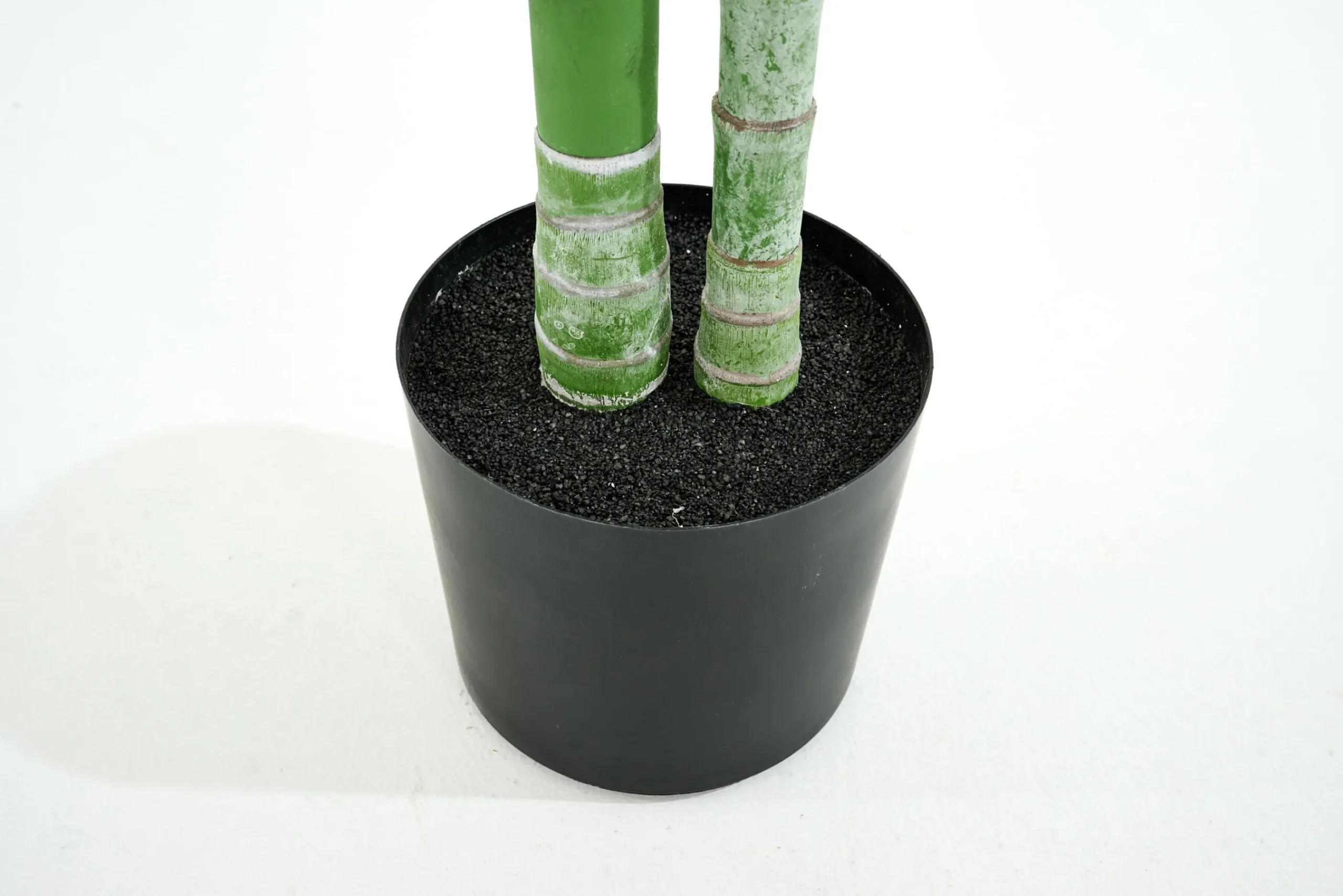 Flamant Betelpalm, Plant