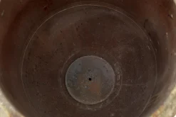 Flamant Ceanu, Planter, L