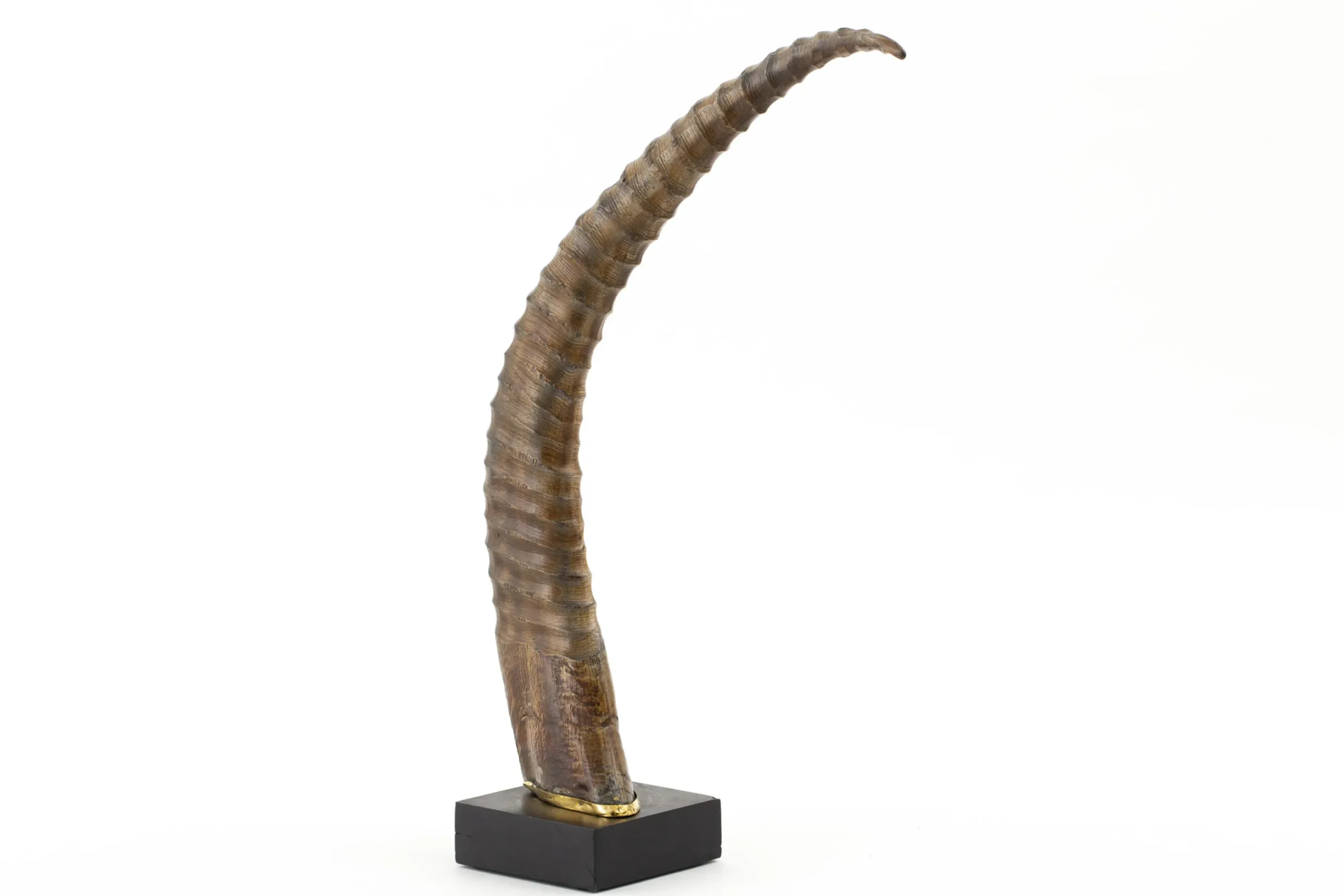 Flamant Dakkapel, Deco, Hoorn