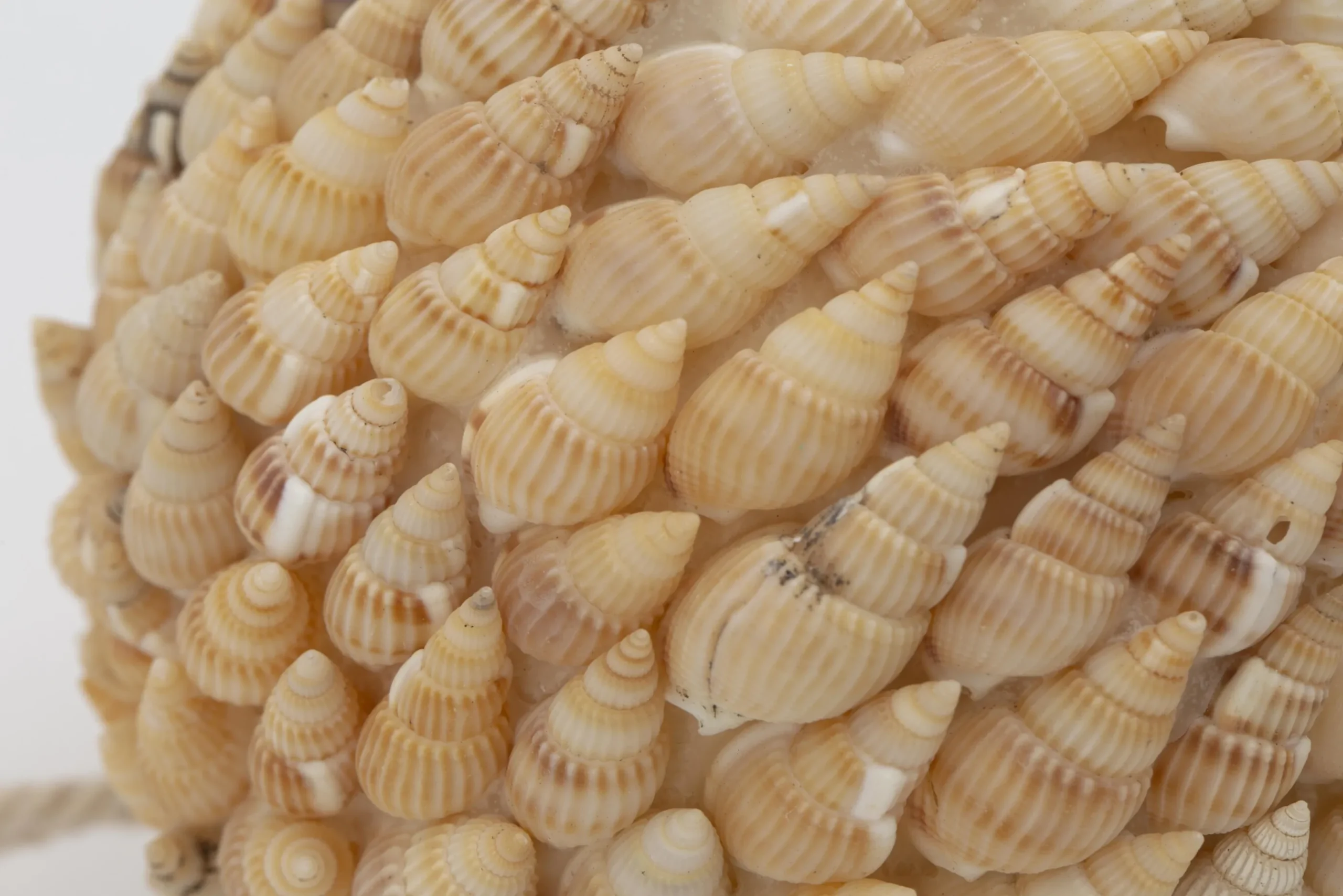 Flamant Darcio, Decobal, L