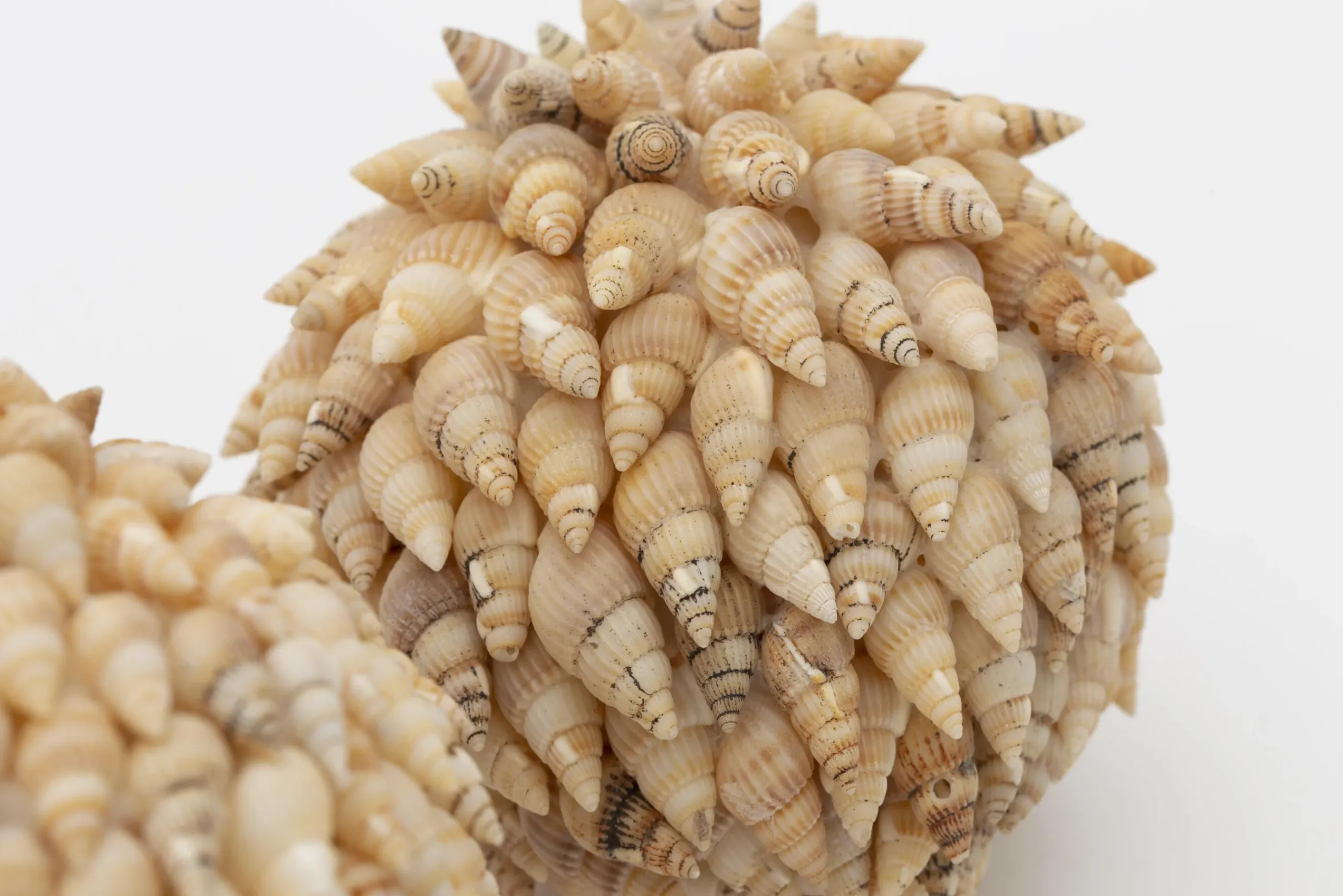 Flamant Darcio, Decobal, L