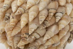 Flamant Darcio, Decobal, L