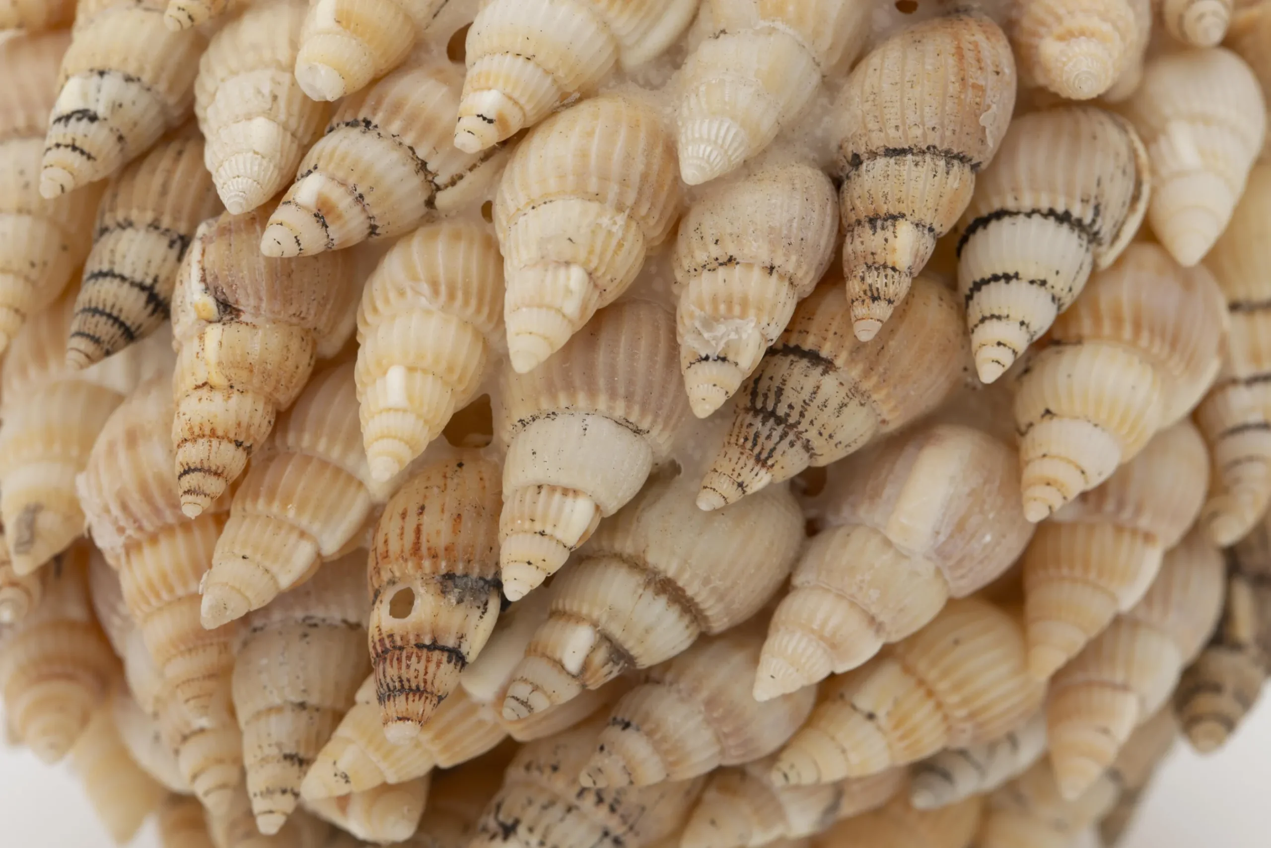 Flamant Darcio, Decobal, L