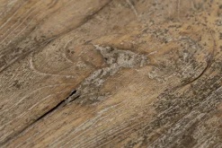 Flamant Dineen, Bijzettafel, Hout, Bruin, L