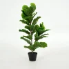 Flamant Fiddle Leaf-Vijg, Plant