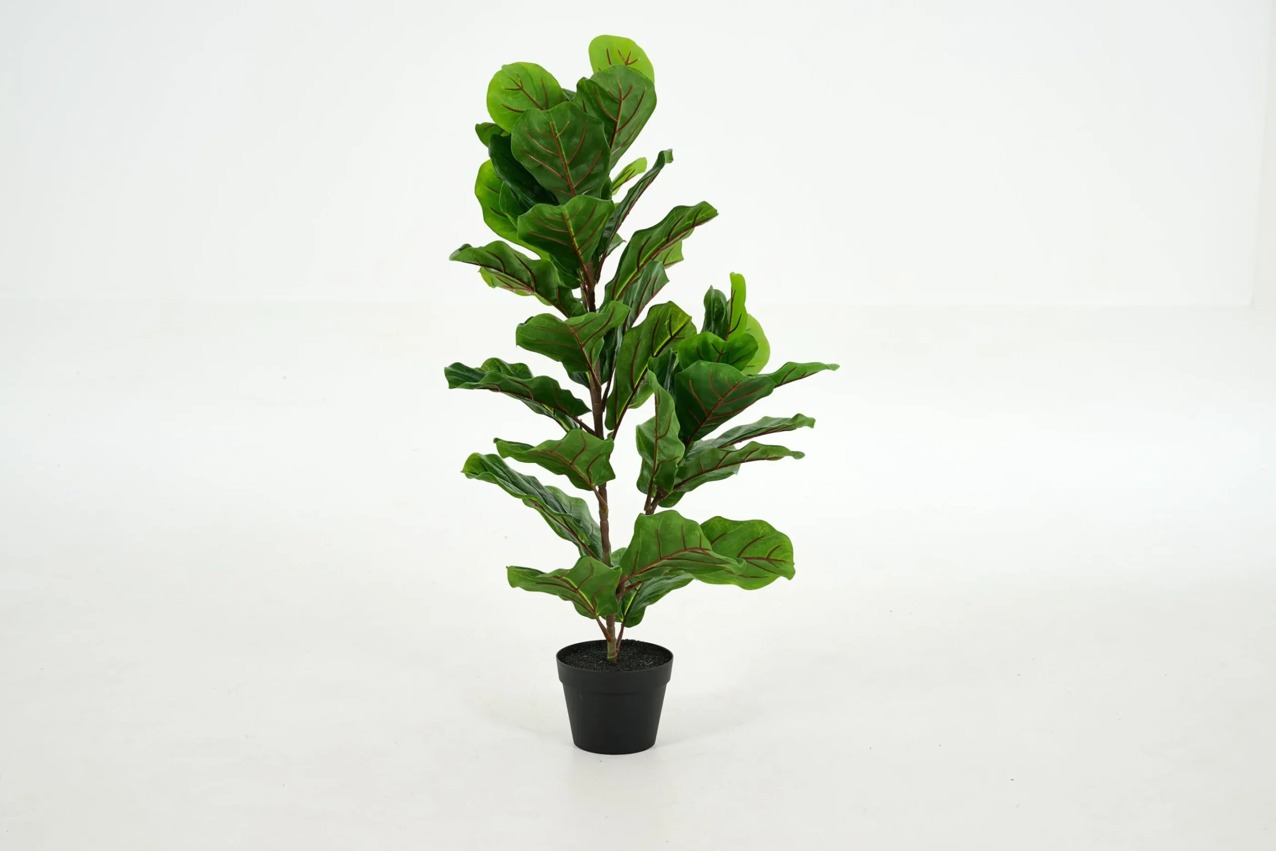 Flamant Fiddle Leaf-Vijg, Plant
