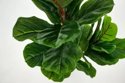 Flamant Fiddle Leaf-Vijg, Plant