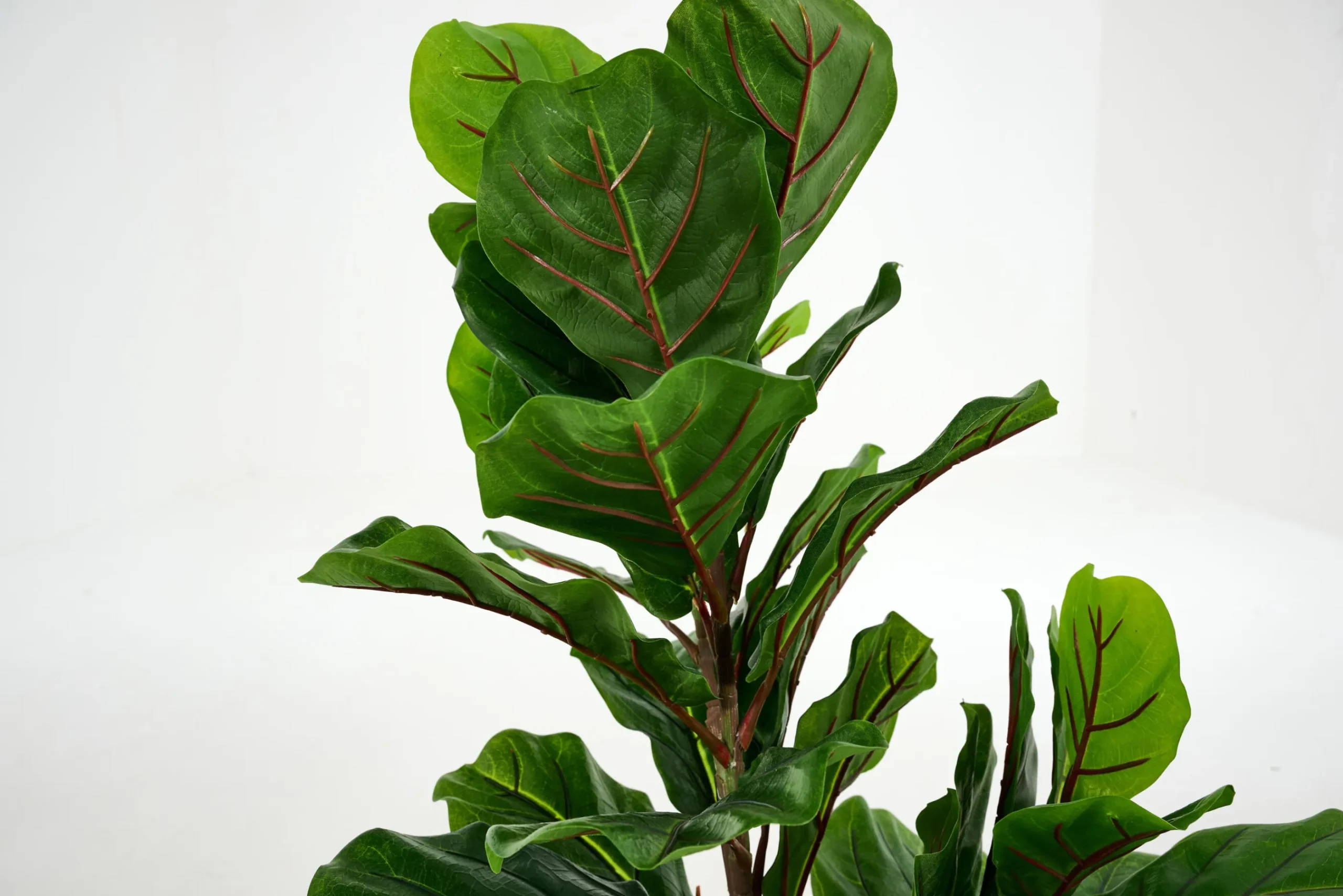 Flamant Fiddle Leaf-Vijg, Plant