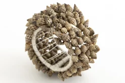 Flamant Kanare, Servetring, Schelpen