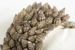 Flamant Kanare, Servetring, Schelpen