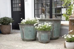 Flamant Manoli, Planter, L