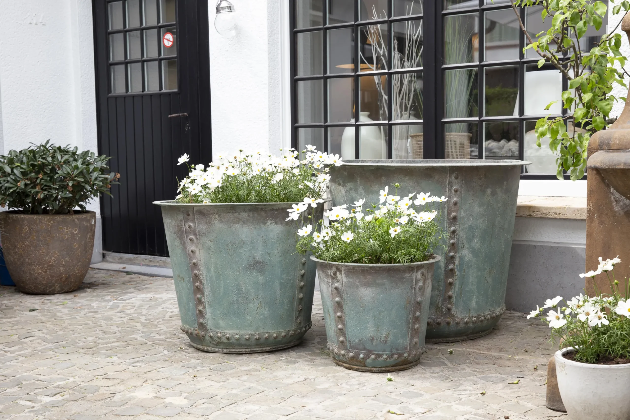 Flamant Manoli, Planter, M