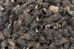 Flamant Maranza, Decobal, S