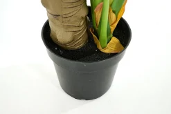 Flamant Monsteraplant, Plant