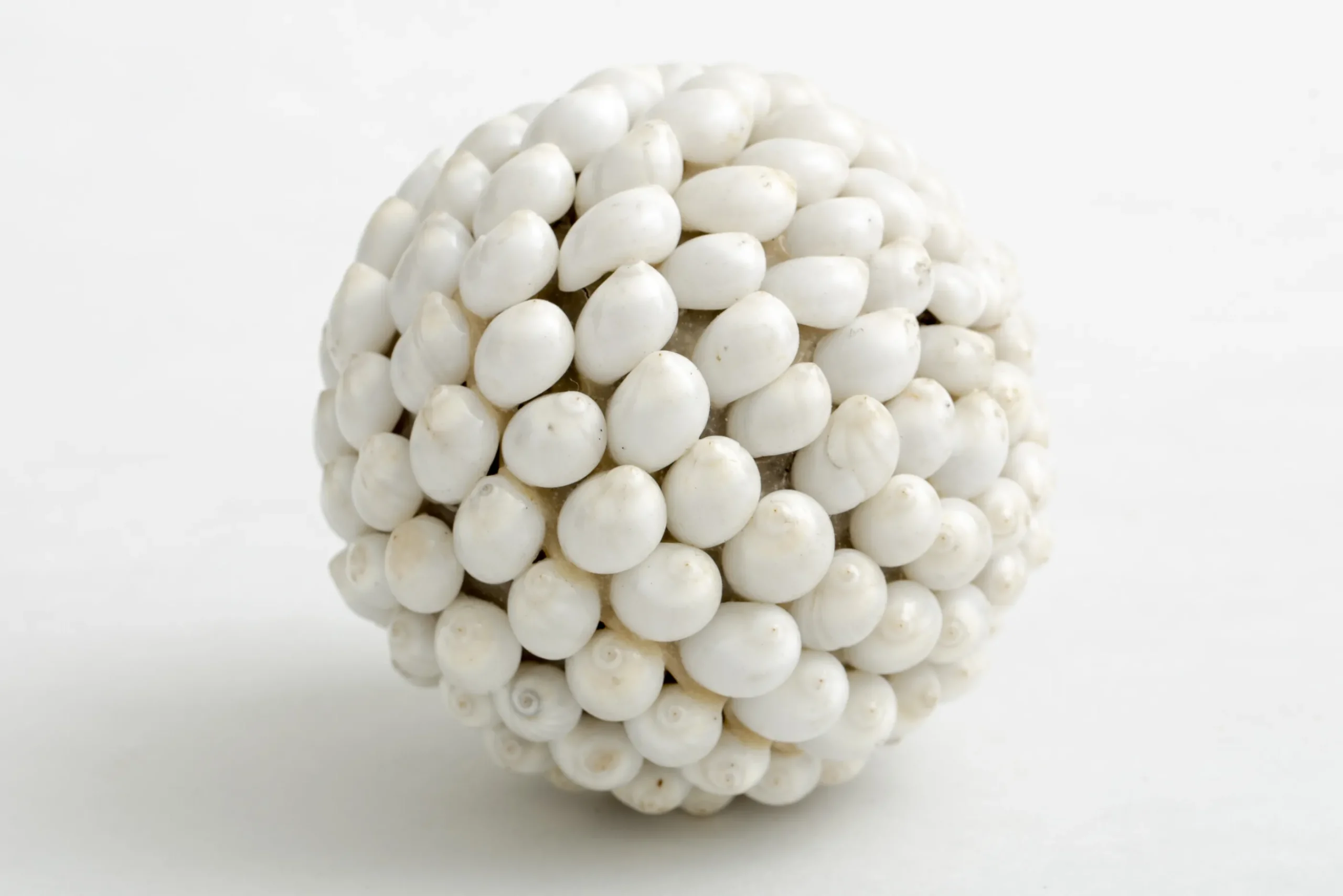 Flamant Nalani, Decobal, L